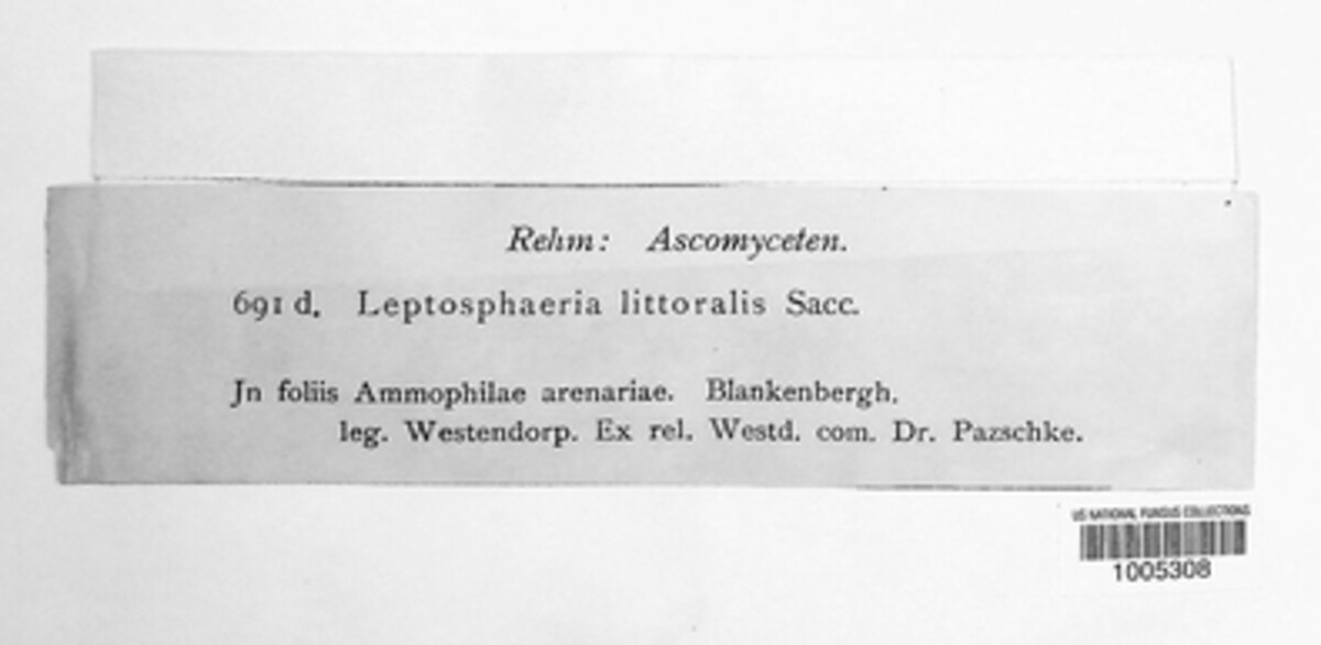 Leptosphaeria littoralis image